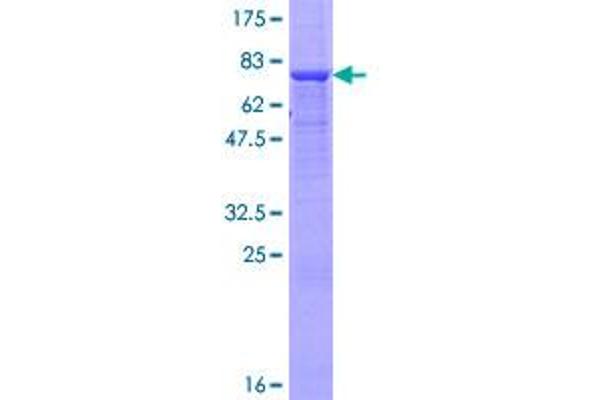 SIGLEC6 Protein (AA 1-437) (GST tag)