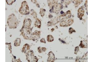 Immunoperoxidase of monoclonal antibody to MED31 on formalin-fixed paraffin-embedded human placenta. (MED31 antibody  (AA 1-131))