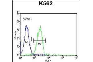 CLM1 Antibody (N-term) (ABIN653906 and ABIN2843144) flow cytometric analysis of K562 cells (right histogram) compared to a negative control cell (left histogram).