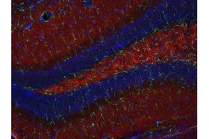 Indirect immunostaining of PFA fixed mouse hippocampus section with anti-SCAMP 1 (dilution 1 : 200; red) and mouse anti-GFAP (cat.