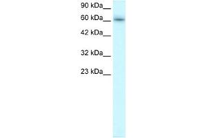 WB Suggested Anti-TRAFD1 Antibody Titration:  0.