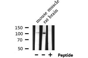 Western blot analysis of RNF111 expression in various lysates (RNF111 antibody  (C-Term))