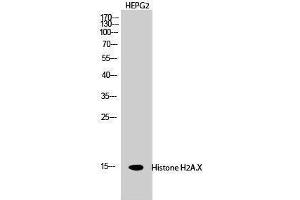 Western Blotting (WB) image for anti-H2A Histone Family, Member X (H2AFX) (Ser465) antibody (ABIN3185024) (H2AFX antibody  (Ser465))