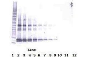 Image no. 3 for anti-Tumor Necrosis Factor (Ligand) Superfamily, Member 14 (TNFSF14) antibody (ABIN465434) (TNFSF14 antibody)