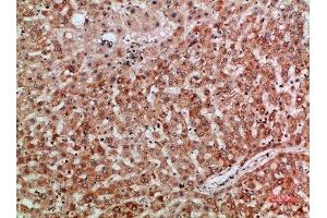 Immunohistochemical analysis of paraffin-embedded human-liver, antibody was diluted at 1:200 (Thymopoietin antibody  (AA 1-50))