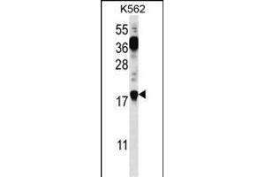 PTMS Antibody (C-term) (ABIN656745 and ABIN2845967) western blot analysis in K562 cell line lysates (35 μg/lane). (Parathymosin antibody  (C-Term))