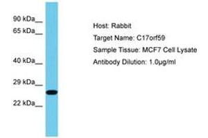 Image no. 1 for anti-Chromosome 17 Open Reading Frame 59 (C17ORF59) (AA 38-87) antibody (ABIN6750616) (C17orf59 antibody  (AA 38-87))