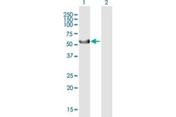Keratin 39 (KRT39) (AA 1-491) antibody