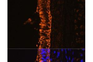 Immunofluorescence analysis of Rat bronchus cells using KRT7 Polyclonal Antibody at dilution of 1:100. (Cytokeratin 7 antibody)