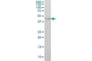 IKBKG antibody  (AA 1-419)