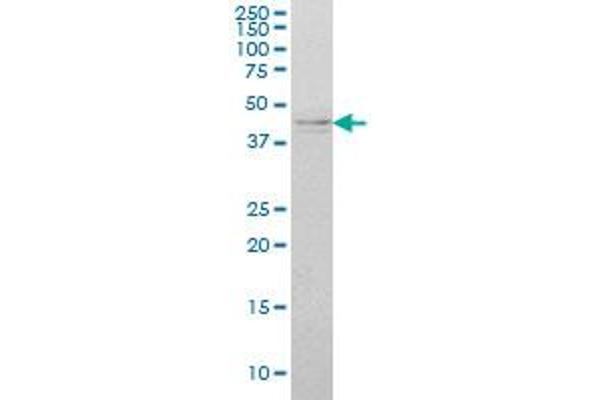 IKBKG antibody  (AA 1-419)