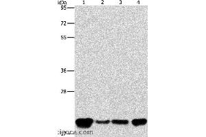 Western blot analysis of A549, K562, hela and hepG2 cell, using PEBP1 Polyclonal Antibody at dilution of 1:400