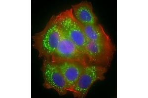 Immunofluorescent analysis of 4 % paraformaldehyde-fixed, 0. (COX1 antibody  (AA 195-224))