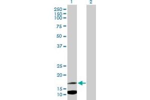 Western Blot analysis of IFITM2 expression in transfected 293T cell line by IFITM2 MaxPab polyclonal antibody. (IFITM2 antibody  (AA 1-132))