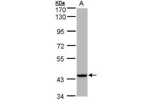 WB Image Sample(30 μg of whole cell lysate) A:MOLT4 , 7. (PEX13 antibody  (C-Term))