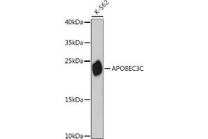 Western blot analysis of extracts of K-562 cells, using C antibody (ABIN7265638) at 1:3000 dilution. (APOBEC3C antibody  (AA 1-190))