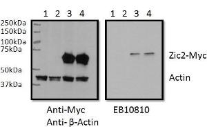 RWPE1 lysate (60ug protein in RIPA buffer) overexpressing Human ZIC2 with C-terminal MYC tag probed with ABIN768616 (0. (ZIC2 antibody  (C-Term))