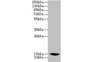 Western blot All lanes: PFDN2 antibody at 6 μg/mL + 293T whole cell lysate Secondary Goat polyclonal to rabbit IgG at 1/10000 dilution Predicted band size: 17 kDa Observed band size: 17 kDa