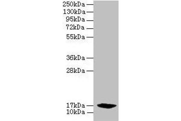 PFDN2 anticorps  (AA 1-154)