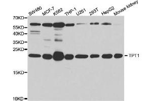 Western Blotting (WB) image for anti-Tumor Protein, Translationally-Controlled 1 (TPT1) antibody (ABIN1876630) (TPT1 antibody)