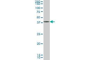 GDF7 antibody  (AA 361-450)