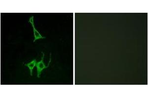 Immunofluorescence (IF) image for anti-Neuromedin U Receptor 1 (NMUR1) (AA 1-50) antibody (ABIN2890909) (NMUR1 antibody  (AA 1-50))