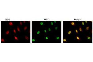 Immunofluorescence (IF) image for anti-EP300 Interacting Inhibitor of Differentiation 1 (EID1) (AA 159-187) antibody (ABIN3201016) (EID1 antibody  (AA 159-187))