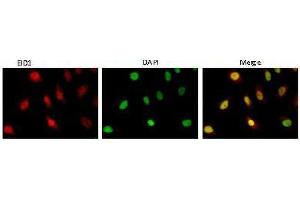 Immunofluorescence (IF) image for anti-EP300 Interacting Inhibitor of Differentiation 1 (EID1) (AA 159-187) antibody (ABIN3201016) (EID1 antibody  (AA 159-187))