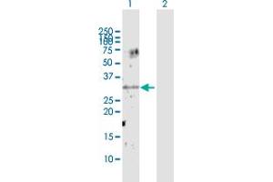 Western Blot analysis of UNC119 expression in transfected 293T cell line by UNC119 MaxPab polyclonal antibody. (UNC119 antibody  (AA 1-240))