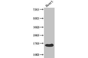 Western Blot Positive WB detected in: Mouse heart tissue All lanes: FABP3 antibody at 4 μg/mL Secondary Goat polyclonal to rabbit IgG at 1/50000 dilution Predicted band size: 15 kDa Observed band size: 15 kDa (FABP3 antibody  (AA 2-133))