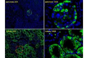 Immunofluorescence (IF) image for anti-Transthyretin (TTR) antibody (ABIN3002755) (TTR antibody)