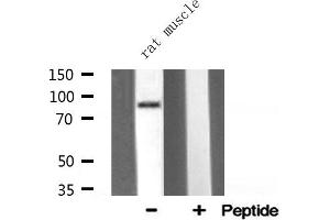 Western blot analysis of HSP90B1 expression in Rat muscle lysate (GRP94 antibody  (C-Term))