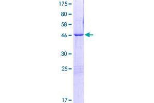 ROPN1L Protein (AA 1-230) (GST tag)