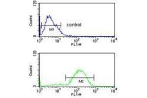 HSD11B2 flow cytometric analysis of MCF-7 cells (bottom histogram) compared to a negative control cell (top histogram). (HSD11B2 antibody  (Middle Region))