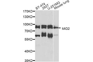 Western blot analysis of extracts of various cell lines, using MID2 antibody (ABIN5974895) at 1/1000 dilution.