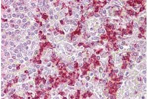 Anti-ZKSCAN4 / ZNF307 antibody IHC staining of human spleen. (ZKSCAN4 antibody  (AA 38-87))