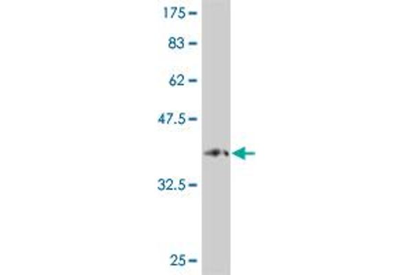 PCDHA9 antibody  (AA 284-381)