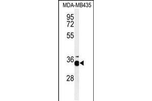 Western blot analysis of PHB2-Y248in MDA-MB435 cell line lysates (35ug/lane) (Prohibitin 2 antibody  (AA 225-255))