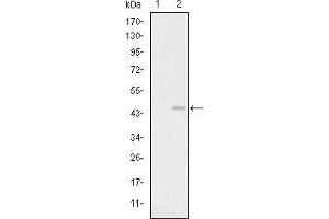 Glutamate Receptor 3 antibody