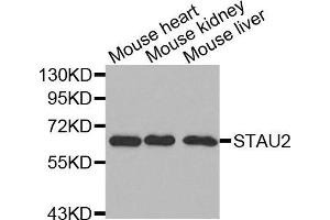Western blot analysis of extracts of various cell lines, using STAU2 antibody. (Double-stranded RNA-binding protein Staufen homolog 2 (STAU2) (AA 300-400) antibody)