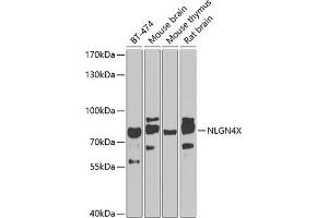 Western blot analysis of extracts of various cell lines, using NLGN4X antibody (ABIN6130594, ABIN6144650, ABIN6144651 and ABIN6224001) at 1:1000 dilution. (Neuroligin 4 antibody  (AA 697-816))