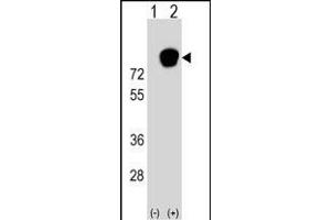 Western blot analysis of HNRNPR (arrow) using rabbit polyclonal HNRNPR Antibody (N-term) (ABIN1539662 and ABIN2848878).