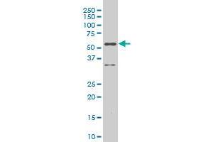 RUNX2 monoclonal antibody (M16A), clone 4E5 Western Blot analysis of RUNX2 expression in NIH/3T3 . (RUNX2 antibody  (AA 311-450))