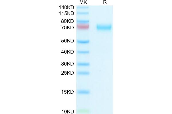 Hemopexin Protein (HPX) (AA 24-462) (His tag)