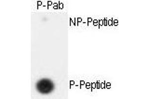 Dot blot analysis of anti-hSeparase- Phospho-specific Pab (ABIN389654 and ABIN2839639) on nitrocellulose membrane. (Separase antibody  (pSer1126))