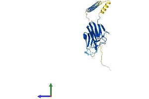 AlphaFold protein structure predicition of Human Recombinant TNFSF14 Protein, UniprotID O43557 (TNFSF14 Protein (AA 1-240) (His tag))