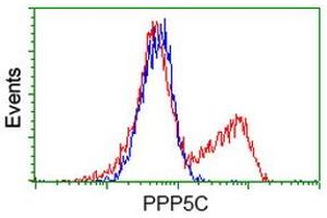 Image no. 2 for anti-Protein Phosphatase 5, Catalytic Subunit (PPP5C) antibody (ABIN1500390) (PP5 antibody)