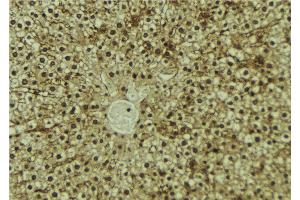 ABIN6273192 at 1/100 staining Mouse liver tissue by IHC-P. (Antizyme Inhibitor 1 antibody  (Internal Region))