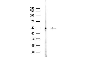 anti-Angiopoietin-Like 7 (ANGPTL7) (C-Term) antibody