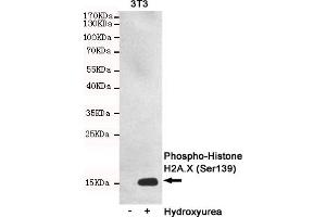 Western blot detection of Phosphorylation of H2A. (H2AFX antibody  (pSer139))